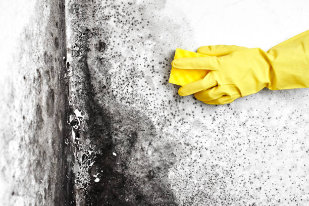 Best Mold Removal and Inspection  in Brownsville, OR
