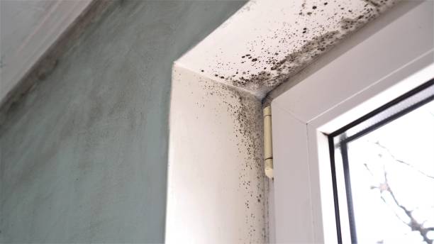Best Fast Mold Removal  in Brownsville, OR