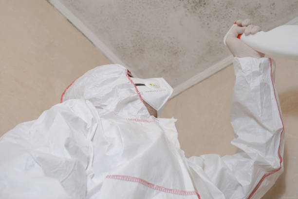 Best Best Mold Removal Companies  in Brownsville, OR