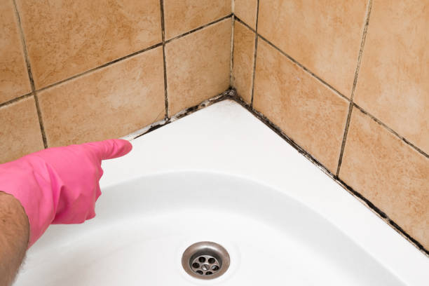 Best Home Mold Removal  in Brownsville, OR