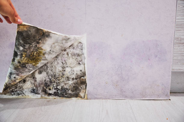 Best Mold Remediation Experts  in Brownsville, OR